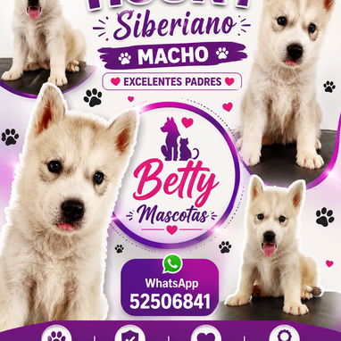 (((( HUSKY SIBERIANO MACHOS BETTY MASCOTAS WHATSAPP 52506841 )))) - 2/2