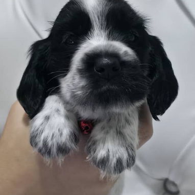 Cachorros cocker SPANIEL ingles - Img 124078749