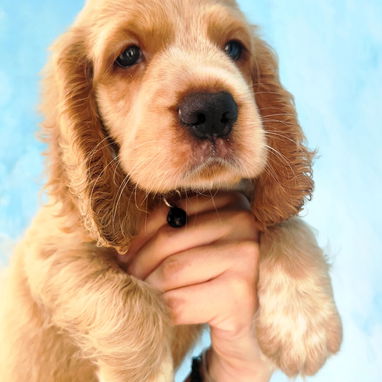 COCKER SPANIEL ♂️ - Img 125492964