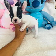Hermosos Bulldog Francés🇫🇷🐮🐾🎁🐶 - Img 55552762