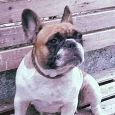 BULLDOG FRANCES,hembra,en 650 USD o equivalente,TENGO MENSAJERÍA,tiene 2 meses Y 2 VACUNAS PUESTAS - 3/3