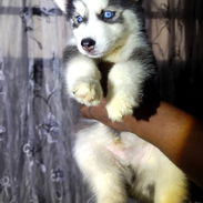 Husky Siberianos - Img 56446490