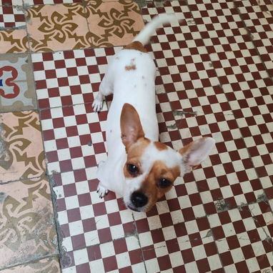 Pareja de Chihuahua. - 2/2