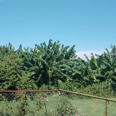 Finca en Artemisa - Img 122682337