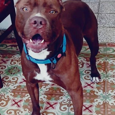 PITBULL,ambos sexos,en 150 USD o equivalente en moneda nacional,TENGO MENSAJERÍA,tienen 50 días y están desparacitados - 5/5