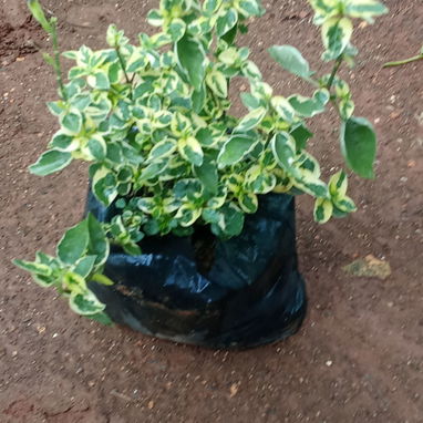 Servicio de jardinería 👩🏼‍🌾 - Img 122604952