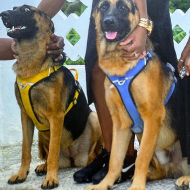 Chihuahuas .pequines.cocker.pitbull.pastores alemanes. Chow chow.ect todo tipo de perros pura razas - Img 114056502