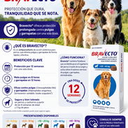 Bravecto - Img 57968902