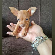 Chihuahuas en venta - Img 58139742