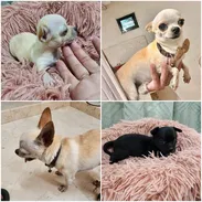 ((( CHIHUAHUAS HEMBRAS 100 % MINI BETTY MASCOTAS WHATSAPP 52506841 ))) - Img 55650394