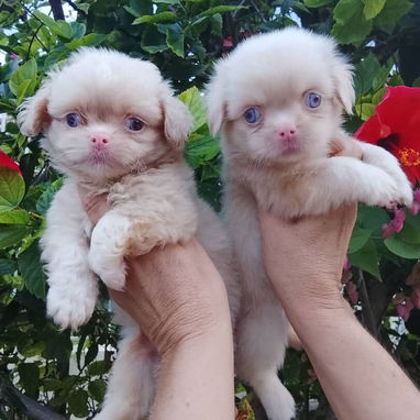 ((( CACHORROS DE SPANIEL TIBETANOS AMBOS SEXOS WHATSAPP 58746643 ))). - 4/7