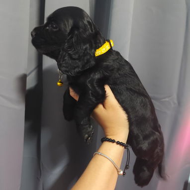 COCKER SPANIEL - Img 122269842