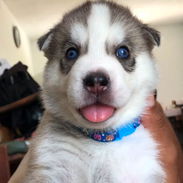Las razas de tu preferencia Chihuahua , Shitz,labrador , Husky, Salchicha , pitbull,53818081 - Img 58217966