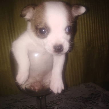 Chihuahuas - Img 121539775