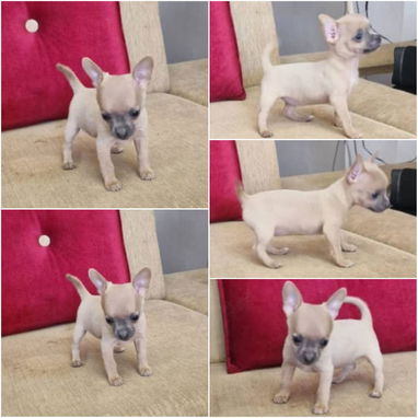 ((( CHIHUAHUAS AMBOS SEXOS  BETTY MASCOTAS WHATSAPP 52506841 ))) - Img 122654076