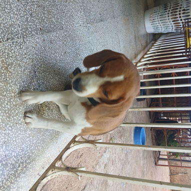 Cachorro Beagle para adoptar - Img 125752740