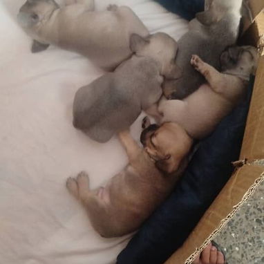 🐶 BULLDOG FRANCÉS EN VENTA 🐾 — ¡HERMOSO EJEMPLAR! - Img 115945648