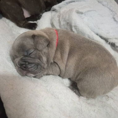 BULLDOG FRANCES,ambos sexos,azules en 1000 USD y negros en 600 USD o equivalente,TENGO MENSAJERÍA,tienen 33 días - 5/10