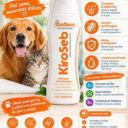 Shampoo dermatologico, para combatir la Dermatitis seborreica oleosa en perros - Img 58336576