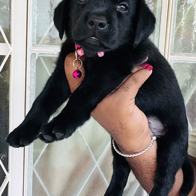 😍HERMOSA CACHORRA LABRADOR RETRIEVER 😍 - Img 123248367
