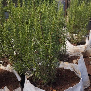 Servicios de jardineria - Img 119877555