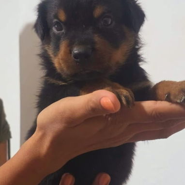 ROTTWEILER,machos,en 350 USD o equivalente,TENGO MENSAJERÍA,tienen 40 días y están desparacitados - 2/10