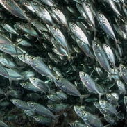 Sardina de ley Pescado fresco $400Lb Lea todo el anuncio antes de contactar 55665753 - Img 55481682