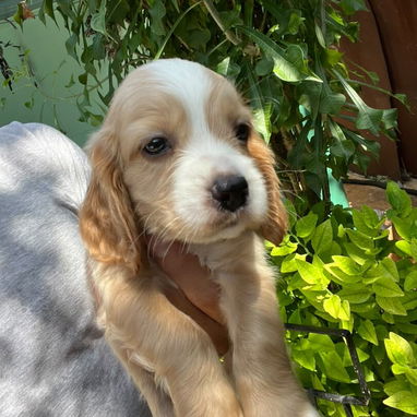 COKER SPANIEL,machos,en 150 USD o equivalente,TENGO MENSAJERÍA,tienen 53 días y están desparacitados - 9/10