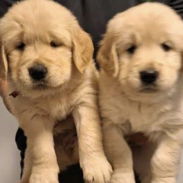 😍 HERMOSAS CACHORRAS GOLDEN RETRIEVER 😍 - Img 55321828