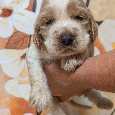 COKER SPANIEL,ambos sexos,en 170 USD o equivalente(ACEPTO TRANSFERENCIA)TENGO MENSAJERÍA,tienen 30 días y desparacitados - Img 122999772