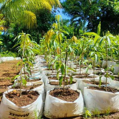 Venta de plantas ornamentales y frutales - 2/10