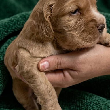 ((( COCKER SPANIEL AMBOS SEXOS PRÓXIMA VENTA BETTY MASCOTAS WHATSAPP 52506841 ))) - Img 123028166