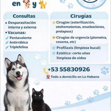 veterinaria a domicilio - Img 122676008