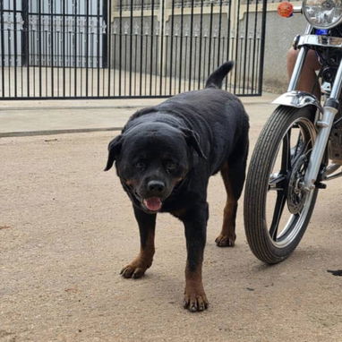 ROTTWEILER,ambos sexos,en 350 USD o equivalente en moneda nacional,TENGO MENSAJERÍA,tienen 43 días y están desparacitado - 9/10