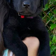 Hermosa cachorra de labrador negra de 51 dias de nacida - Img 56478985