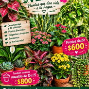 Plantas espectaculares - Img 57998860