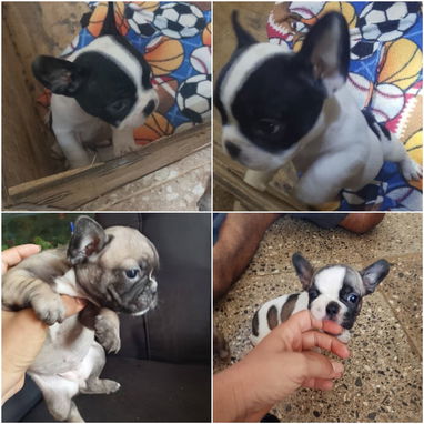 🐾❤️🐶 ¡BULLDOG FRANCÉS, CHATICOS ENCANTADORES! 🐶❤️🐾 WHAT'SAPP 52506841  🐾 - 5/8