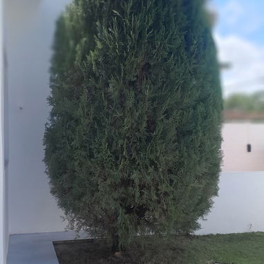 servicios de Jardinería y Limpieza - Img 118921193