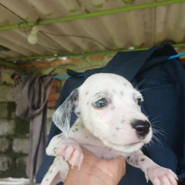 En venta perritos Dálmatas de raza 😍🐶🥰 - Img 123783594