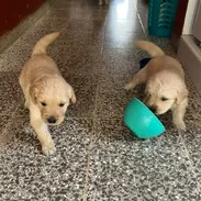 GOLDEN RETRIEVER,machos,en 250 USD o equivalente,TENGO MENSAJERÍA,tienen 48 días y están desparacitados - Img 58035798