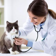 🏠 Atención Veterinaria a Domicilio | Toda La Habana | 56238265 (Kinetica) - Img 56672194