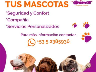 Guarderia de mascotas, 52385936 Laura - Img main-image-45561424