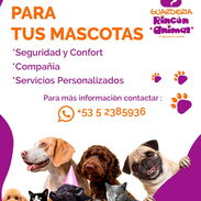 Guarderia de mascotas 52385936 - Img 45279249