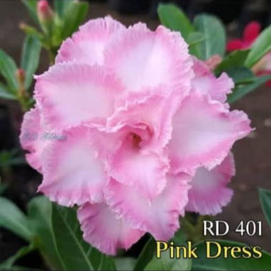 Adeniums, tu rosa del desierto en casa 🏡 - 4/10