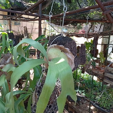 Platycerium y variadas plantas ornamentales - Img 99194719