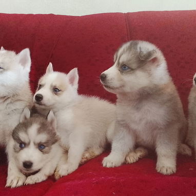 Vendo huskys siberianos 100 usd - 6/8