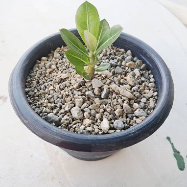 Vendo adenium. - Img 121357147