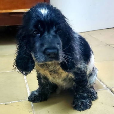 ((( 💜 COCKER SPANIEL HEMBRITA BETTY MASCOTAS WHATSAPP 52506841 💜 ))) - Img 125685976