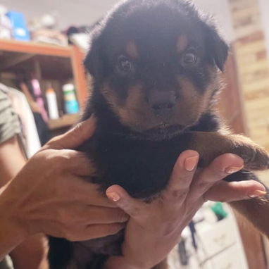 ROTTWEILER,machos,en 350 USD o equivalente,TENGO MENSAJERÍA,tienen 40 días y están desparacitados - 8/10