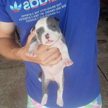 Cachorros Pitbull bully. 200 usd - Img 122571285